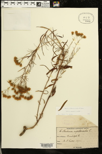 Kuhnia eupatorioides image