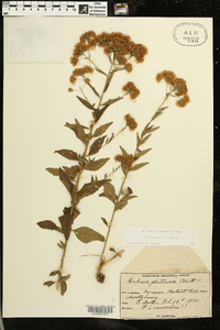 Kuhnia eupatorioides image