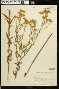 Kuhnia eupatorioides image