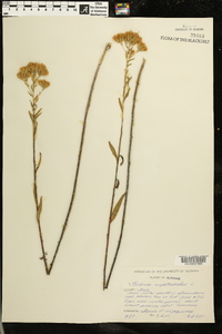 Kuhnia eupatorioides image