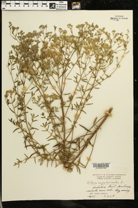 Kuhnia eupatorioides image