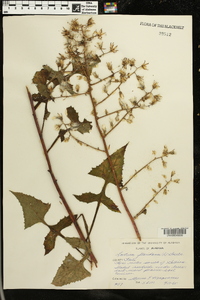 Lactuca floridana image