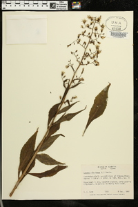 Lactuca floridana image