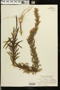 Liatris elegans image