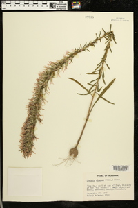 Liatris elegans image