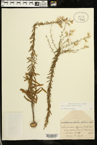 Liatris elegans image