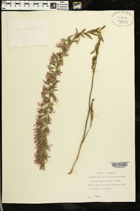 Liatris elegans image