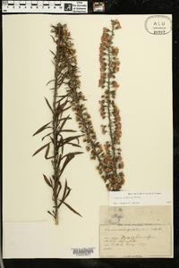 Liatris gracilis image