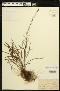 Liatris microcephala image