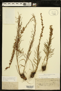 Liatris microcephala image