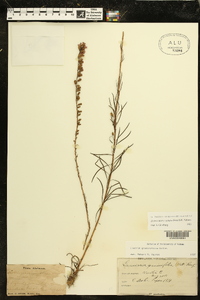 Liatris microcephala image