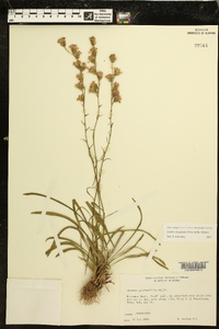 Liatris elegantula image