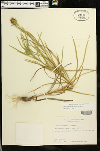 Liatris squarrosa image