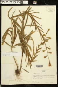 Liatris cylindracea image