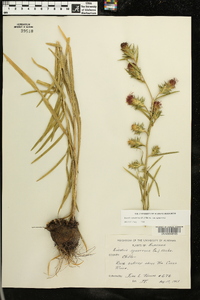 Liatris squarrosa image