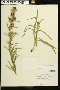 Liatris squarrosa var. squarrosa image