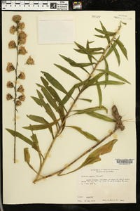 Liatris aspera image