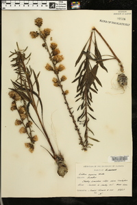 Liatris aspera image