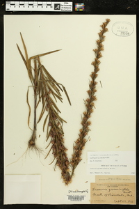 Liatris pilosa image