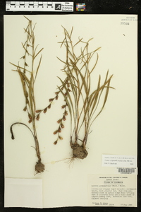 Liatris elegantula image