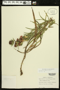 Liatris squarrosa image