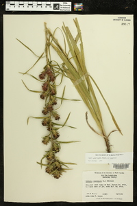 Liatris squarrosa image