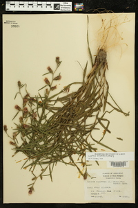 Liatris hirsuta image