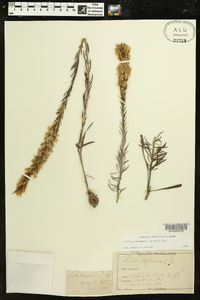 Liatris chapmanii image