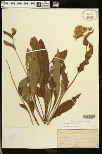 Parthenium integrifolium image