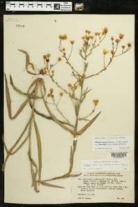 Pityopsis aspera var. adenolepis image