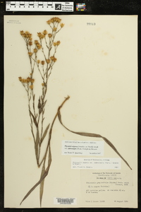 Pityopsis aspera image