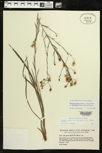 Pityopsis aspera var. adenolepis image