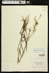 Pityopsis aspera var. adenolepis image