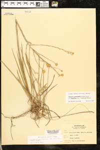 Pityopsis graminifolia var. tenuifolia image