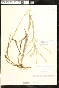 Pityopsis graminifolia image