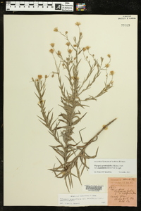 Pityopsis graminifolia image