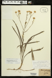 Pityopsis graminifolia image