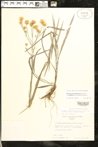 Pityopsis graminifolia var. latifolia image