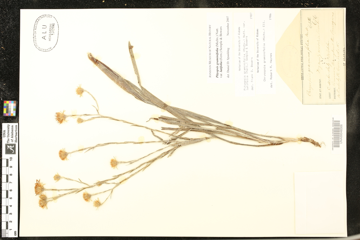 Pityopsis graminifolia var. latifolia image