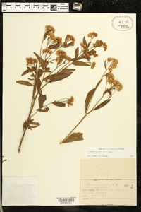 Pluchea odorata image