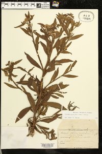 Pluchea suaveolens image