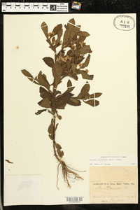 Pluchea suaveolens image