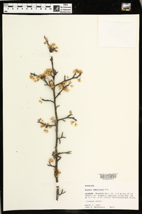 Prunus umbellata image