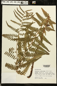 Dryopteris ludoviciana image