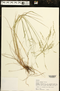 Festuca obtusa image