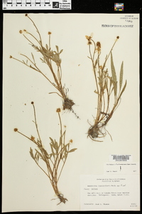 Ranunculus fascicularis image