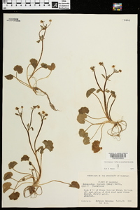 Ranunculus harveyi image