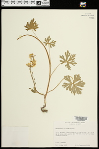 Delphinium tricorne image