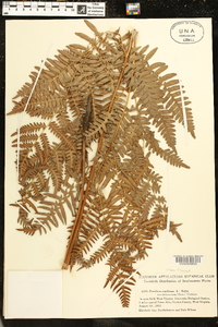 Pteridium aquilinum var. latiusculum image