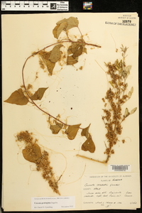 Cuscuta pentagona image